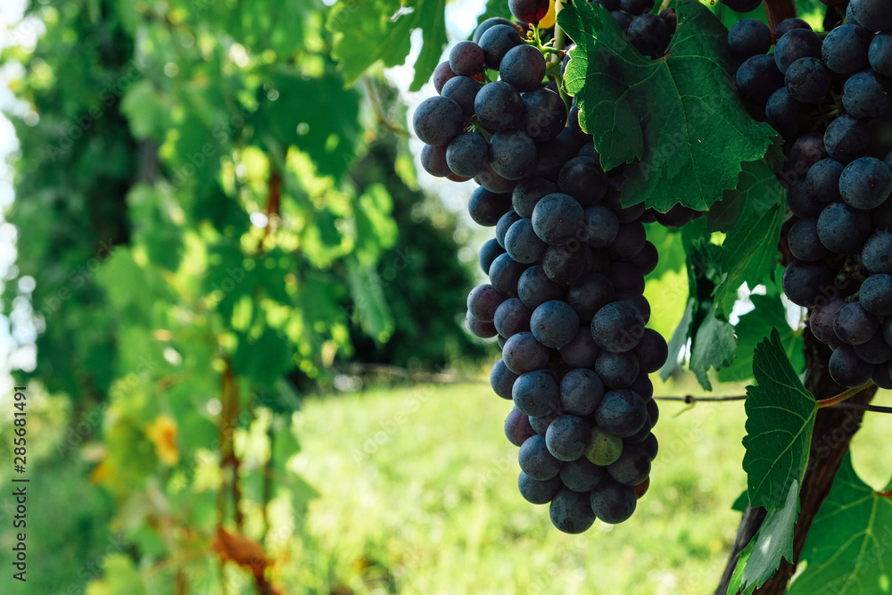 Naklejka premium Bonarda or douce noir grapes growing in Piedmont, Italy. 