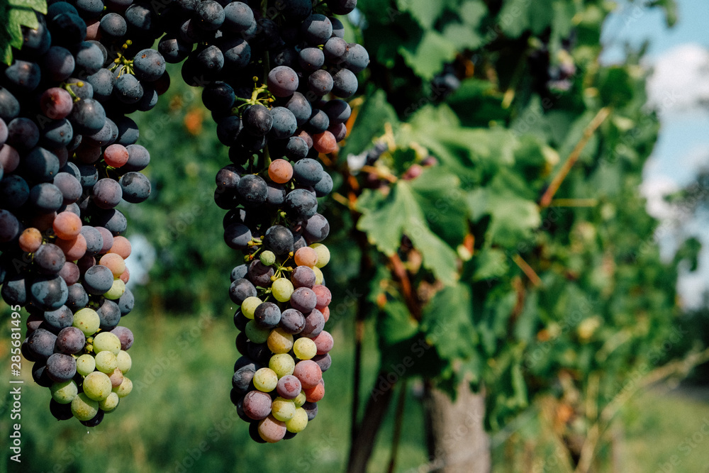 Bonarda or Charbono grapes growing in Piedmont, Italy.
