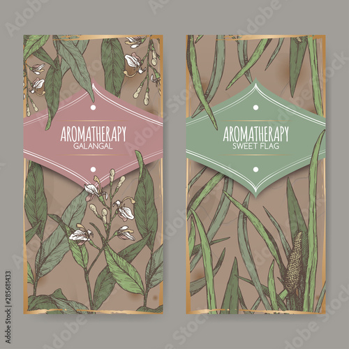 Two color labels with Acorus calamus or sweet flag and Alpinia galanga or greater galangal sketch on vintage background.