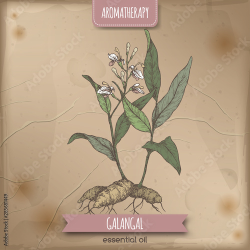 Alpinia galanga aka greater galangal color sketch on vintage background.