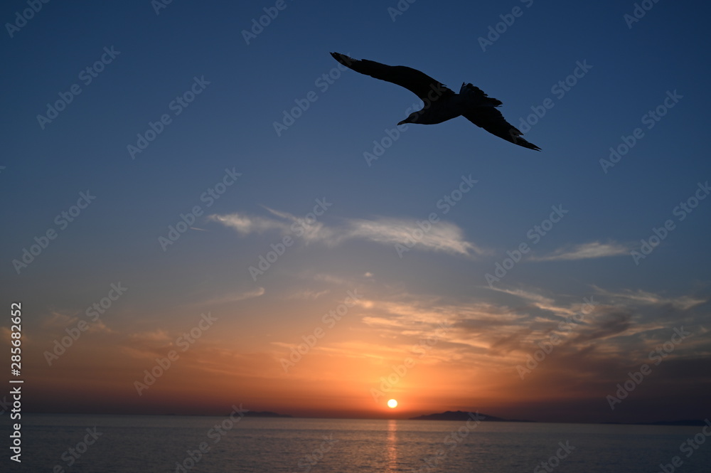 Fototapeta premium Möve im Flug am Abendhimmel