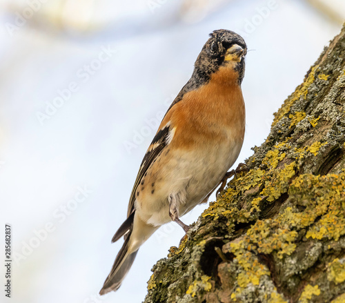 Brambling
