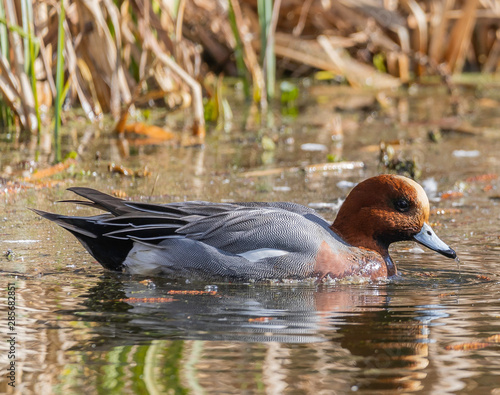 Eurasian wigeon