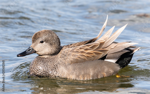 Gadwall