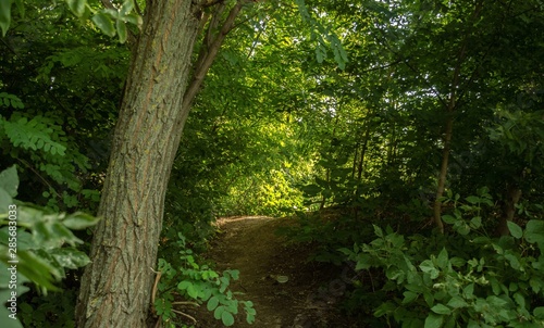 tree in forest