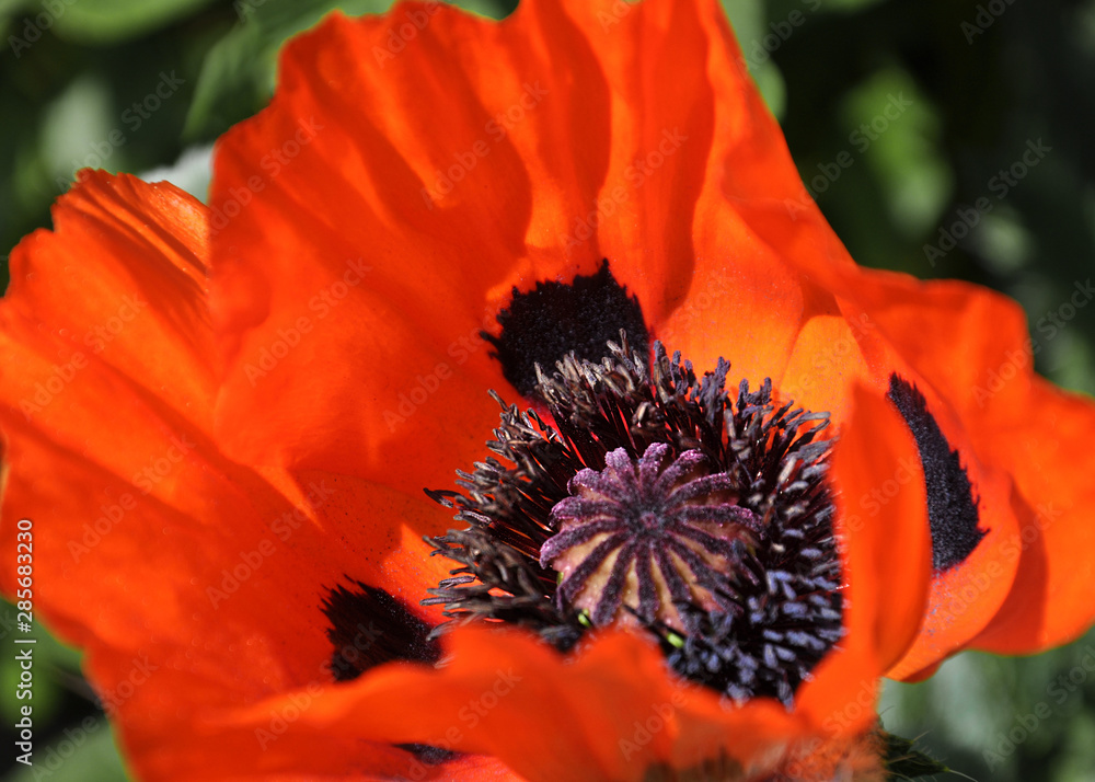mohnblumen blüten nahaufnahmen mohnblumen blüten nahaufnahmen