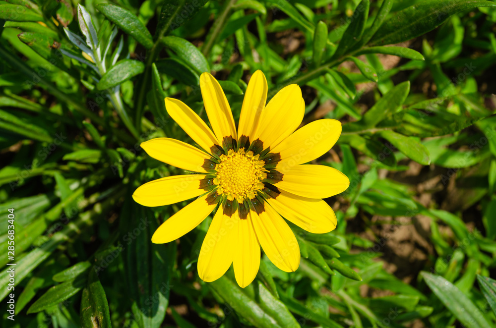Beautiful yellow flower with open petals Beautiful yellow flower with open petals