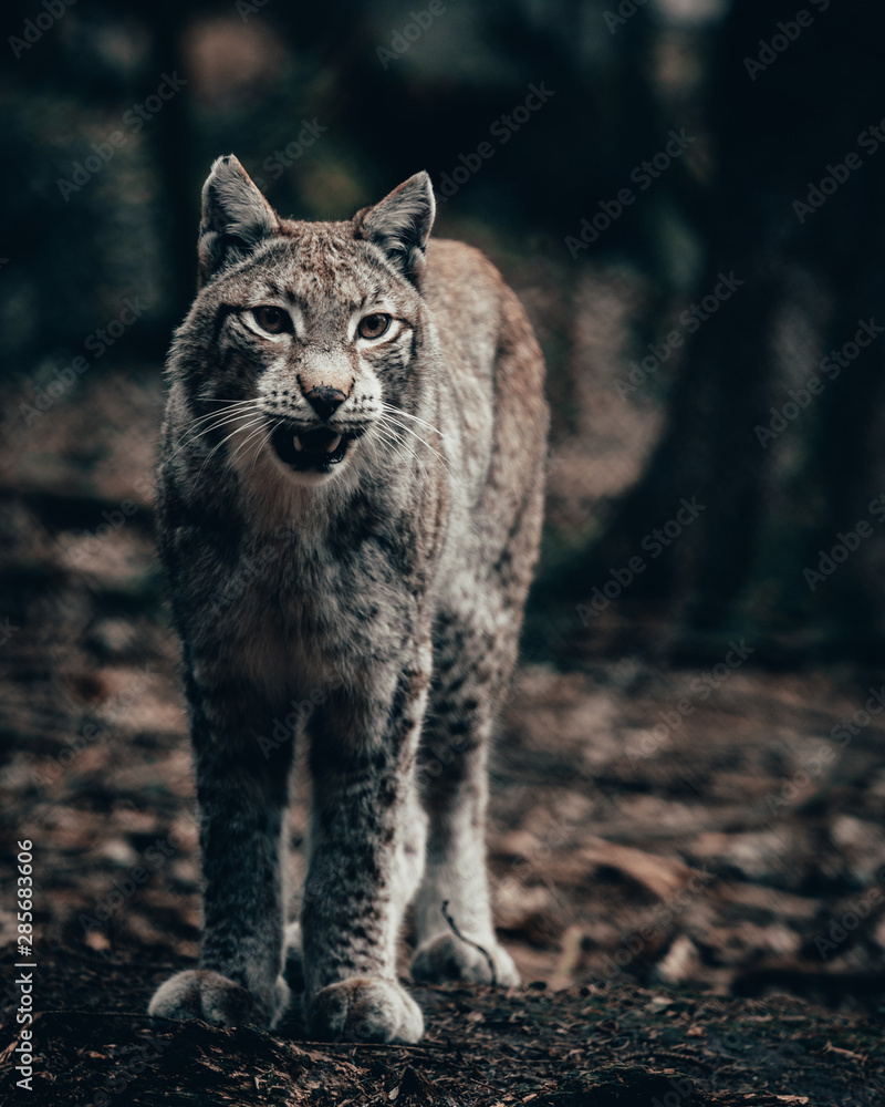 Fototapeta premium Luchs