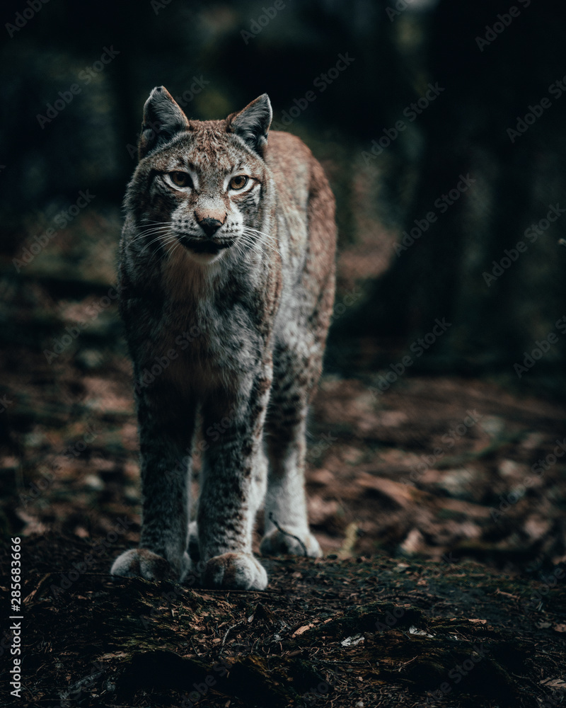 Obraz premium Luchs