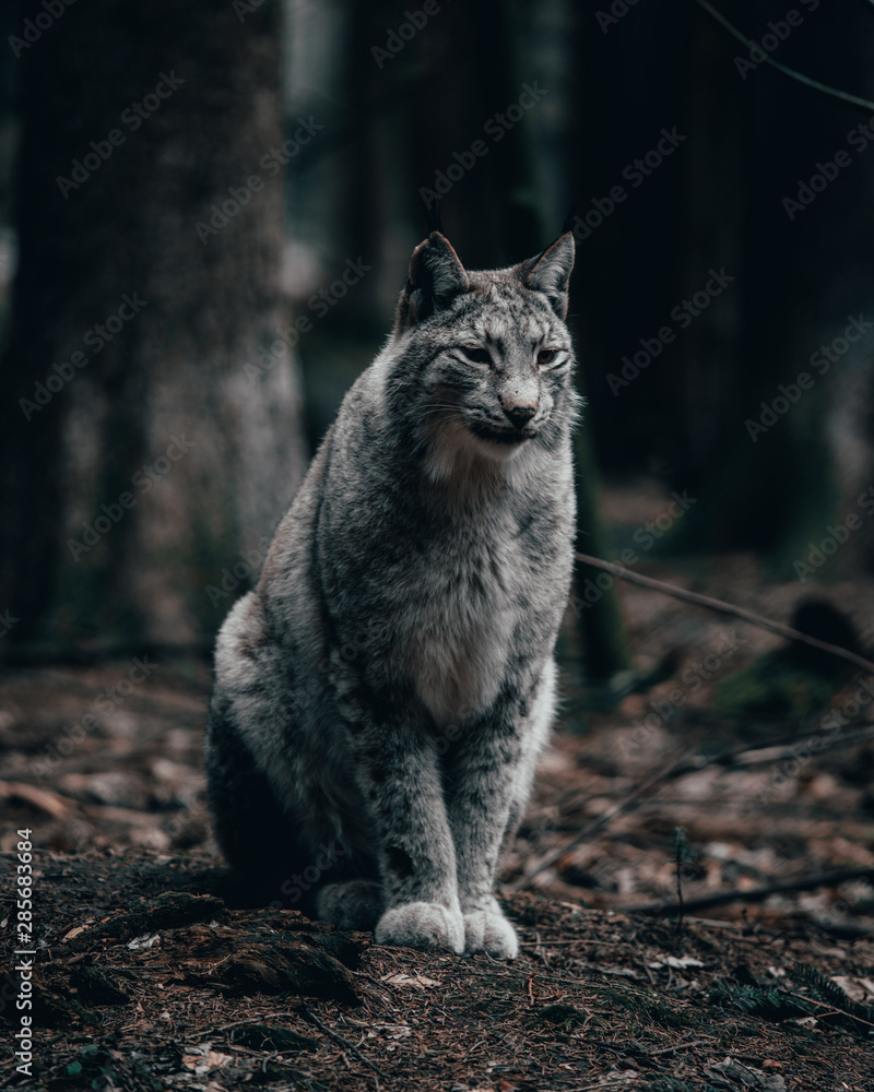 Fototapeta premium Luchs