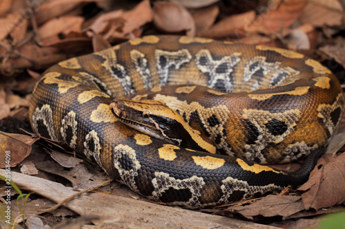 Sumatran blood python / Python brongersmai, commonly known as Brongersma's short-tailed python, or the red short-tailed python, a nonvenomous snake