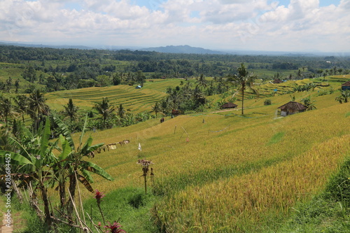 campos de arroz 