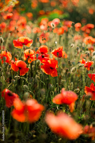 Poppy field close-up, blooming wild flowers in the setting sun. Red green background, blank, wallpaper with soft focus.