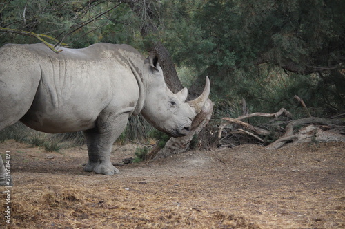rhino au zoo