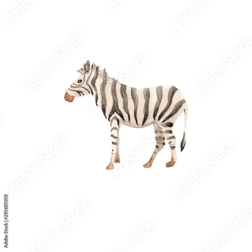 Watercolor hand drawn sketch illustrations of African animals zebra isolated on white © fuzzylogickate