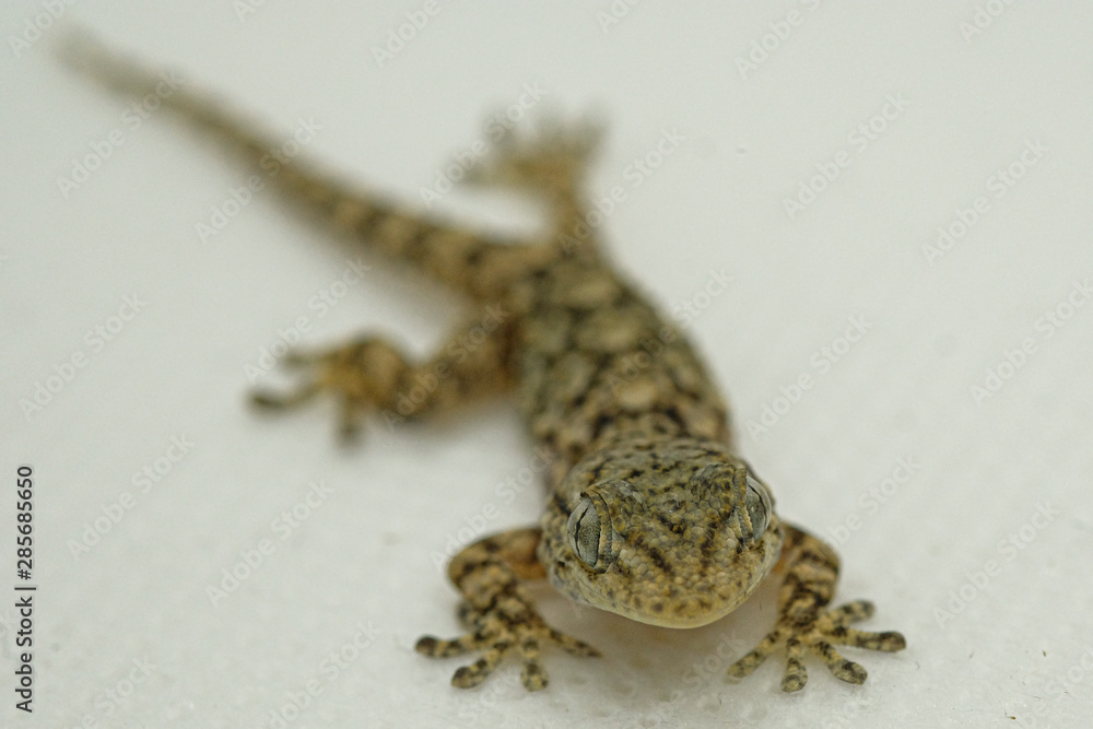 Naklejka premium Gecko reptile face and eyes macro details, animal skin and blur background 
