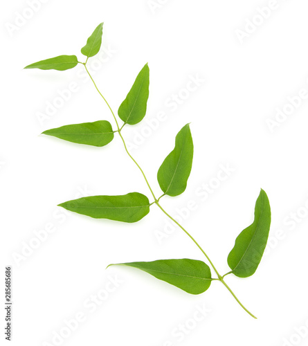a beautiful vine leaf close-up on a white background