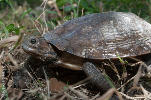 Asian leaf turtle (Cyclemys dentata) photo