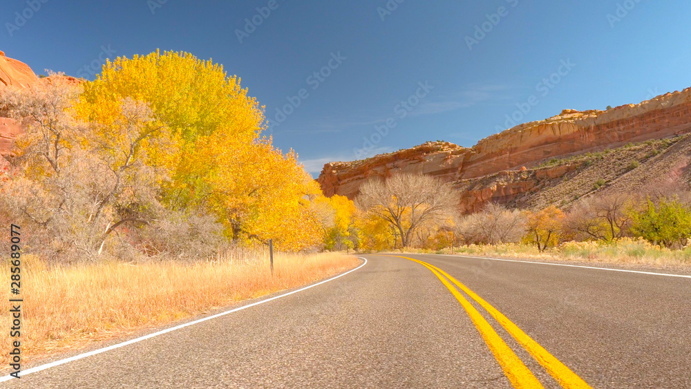 Fototapeta premium Empty road leading past yellow autumn trees in red rocky Utah desert canyon