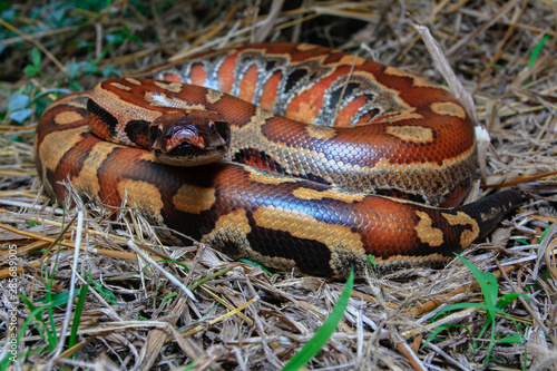 Sumatran Red Blood Python / Python curtus brongersmai photo