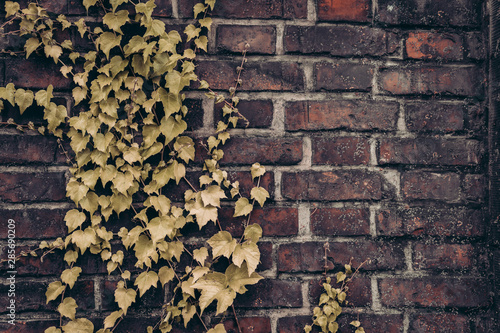 White window, ivy overgrown wall, house, garden cleaning, decoration and garden decoration, cutting plants. garden care, yellow leawes autumn photo