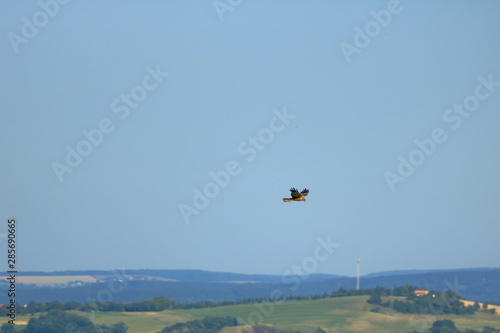 Common buzzard (Buteo buteo) flying in air