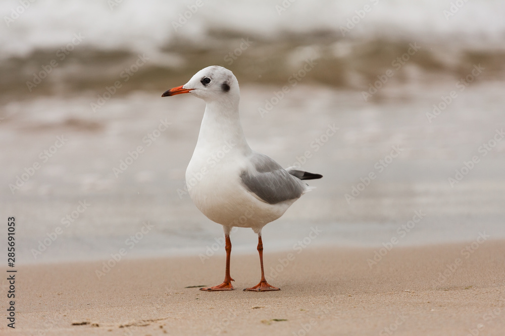 Mewa na plaży Mewa na plaży