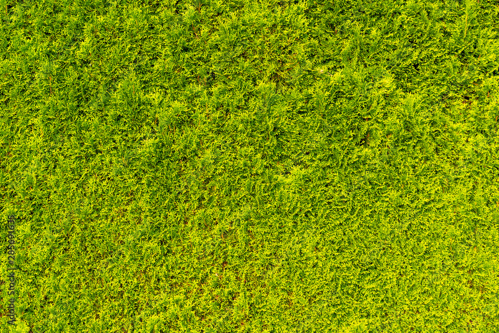Green and dense Thuya wall texture. - obrazy, fototapety, plakaty 