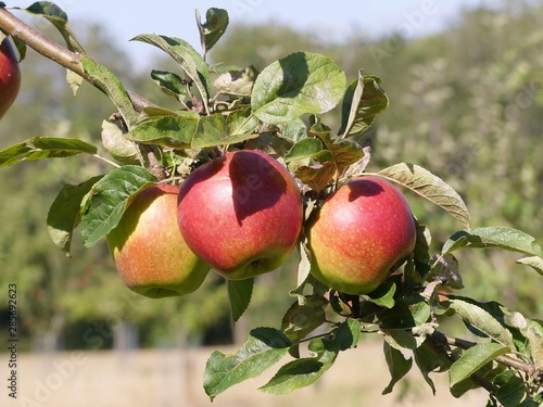 Malus domestica Dawn Apple. A red late dessert apple with sweet-sharp raspberry flavour. photo