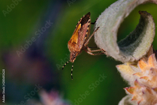 Elasmucha Grisea photo