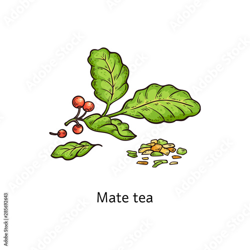Mate tea leaves drawing isolated on white background