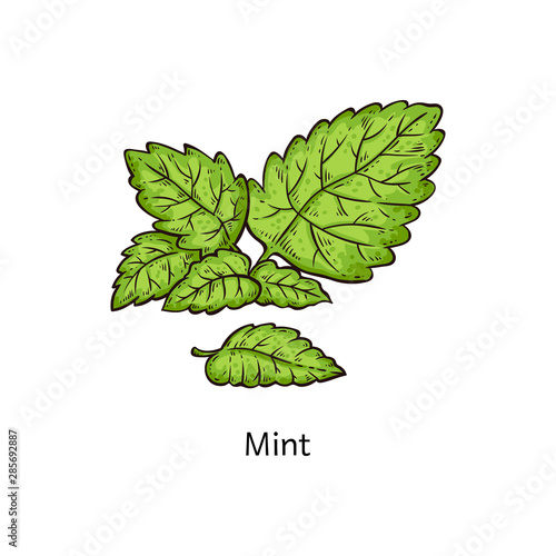 Mint leaf branch drawing isolated on white background