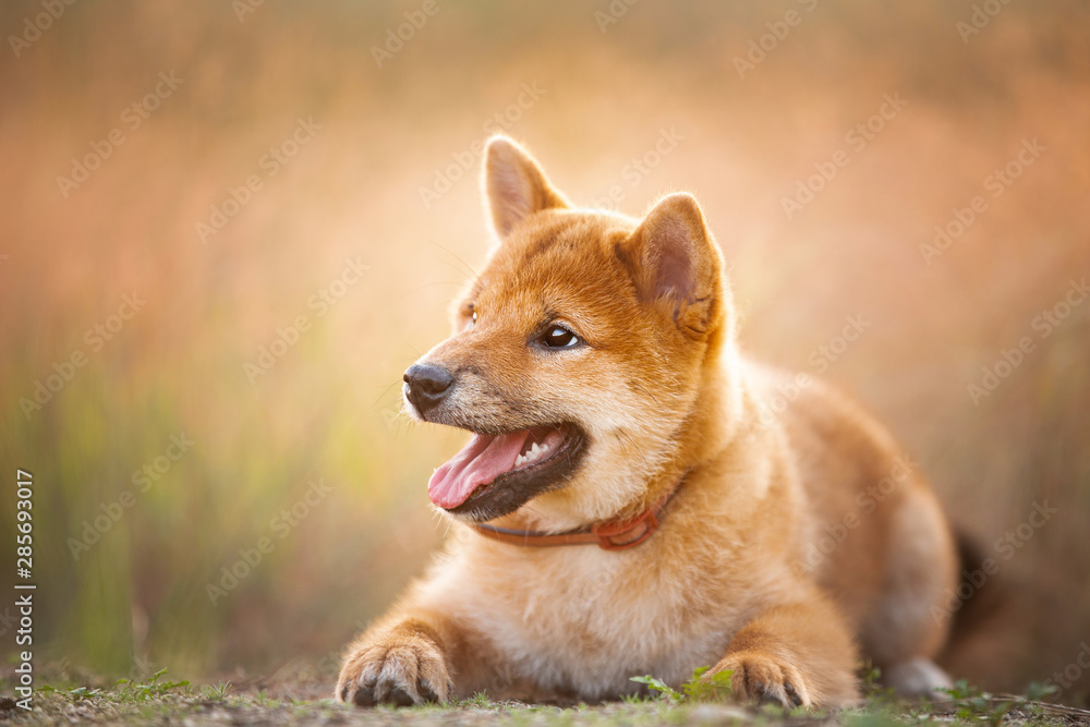 Adorable Young Red Shiba Inu Puppy Dog lying Outdoor In Grass During golden Sunset. Japanese puppy