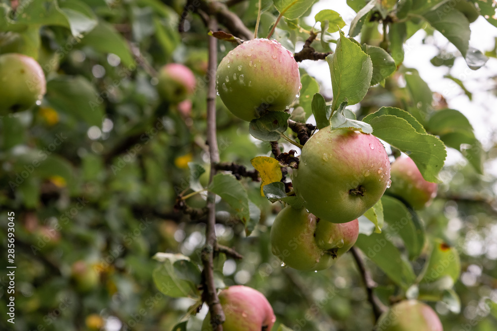 Apple with rain drops. Ripening apple fruit on branches in garden after rain. Apple with rain drops. Ripening apple fruit on branches in garden after rain.
