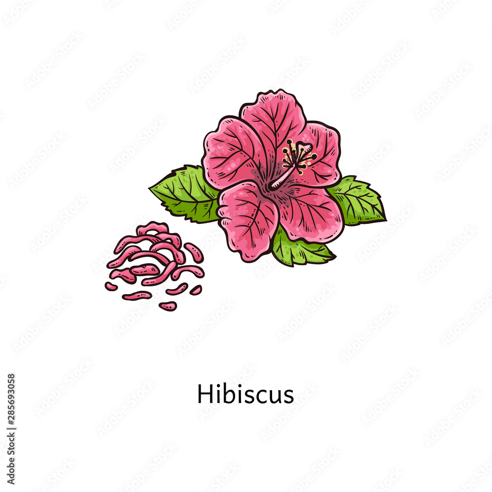 A simple icon of a tropical Hibiscus flower A handdrawn sketch of a  bright flower in a doodle style Tropics Pink hibiscus Isolated vector  illustration 7496832 Vector Art at Vecteezy