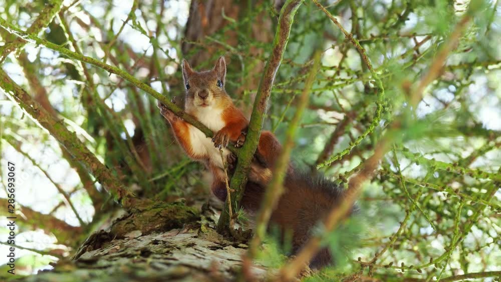 Cute red squirrel sits on tree branches and looking down to camera Cute red squirrel sits on tree branches and looking down to camera