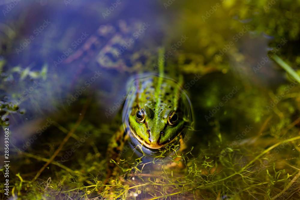 Portrait of green wild frog in the pond Portrait of green wild frog in the pond