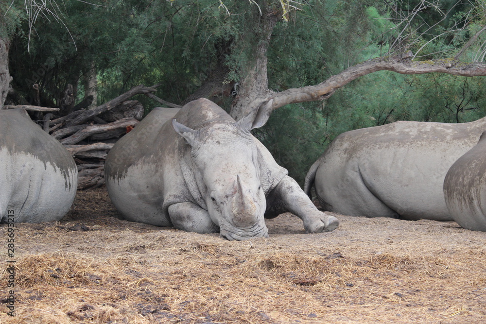 Obraz premium rhinocéros
