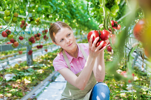 Young farmer holding and examining tomatoes in greenhouse