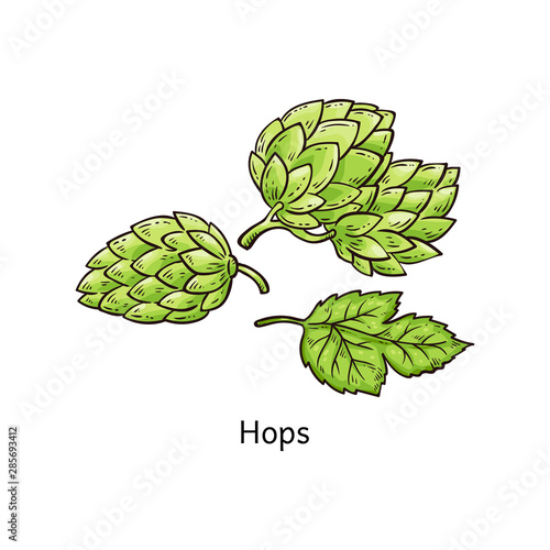Hops plant drawing - green blossoming hop flower and leaves in hand drawn cartoon style