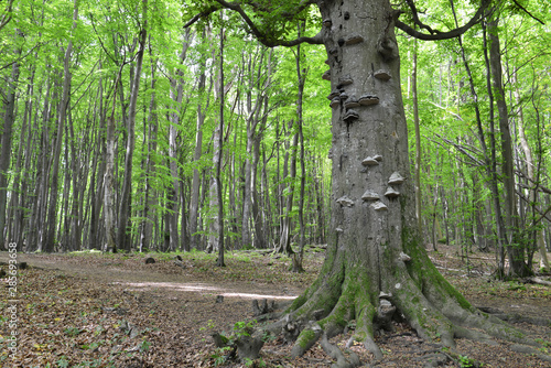 Alte Buchen im Darßwald photo