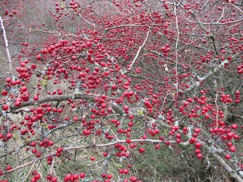 rote Weißdornbeeren photo