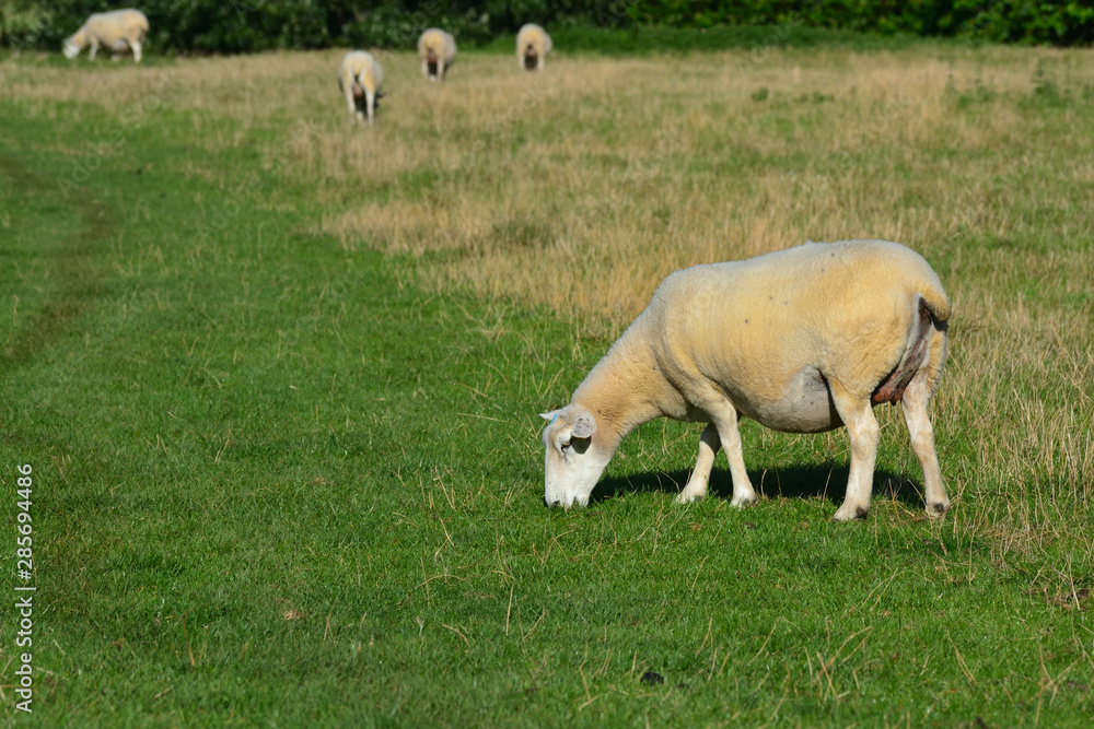 Obraz premium mouton broutant de l'herbe