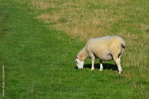mouton broutant de l'herbe