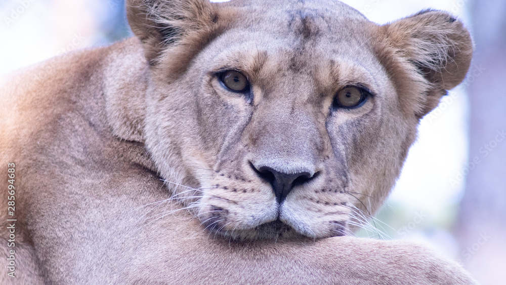 Obraz premium lion looking inside u