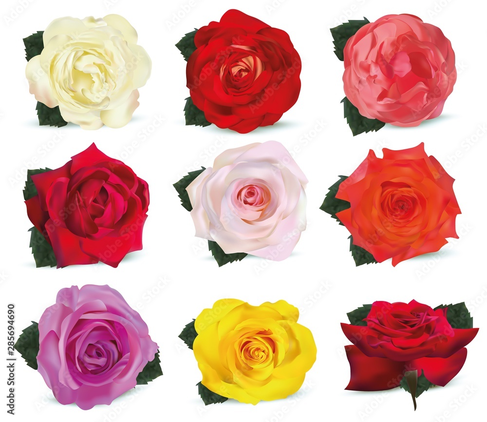 3D realistic roses isolated on white background. Set rose white, orange-yellow, pink, red, beige, orange, purple, yellow with green leaf. Flower close up. Vector illustration. Summer flower. 3D realistic roses isolated on white background. Set rose white, orange-yellow, pink, red, beige, orange, purple, yellow with green leaf. Flower close up. Vector illustration. Summer flower.