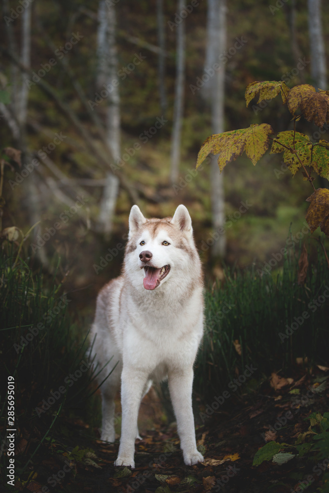 Portrait of cute and gorgeous Siberian Husky dog standing in the bright mysterious golden fall forest at sunset Portrait of cute and gorgeous Siberian Husky dog standing in the bright mysterious golden fall forest at sunset