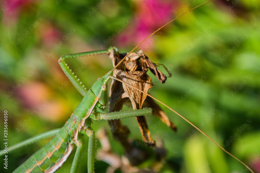 Green stick insect or green Phylliidae. The green Phasmatodea sits on the leaves of flowers in the garden. The green Phasmatodea close up. Green stick insect or green Phylliidae. The green Phasmatodea sits on the leaves of flowers in the garden. The green Phasmatodea close up.