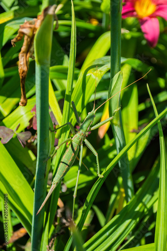 Green stick insect or green Phylliidae. The green Phasmatodea sits on the leaves of flowers in the garden. The green Phasmatodea close up.