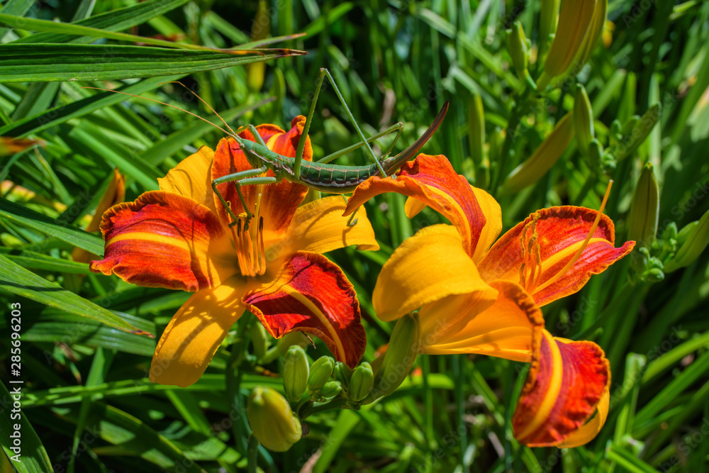 Green stick insect or green Phylliidae. The green Phasmatodea sits on flower yellow-orange daylilies in the garden. The green Phasmatodea close up. Green stick insect or green Phylliidae. The green Phasmatodea sits on flower yellow-orange daylilies in the garden. The green Phasmatodea close up.